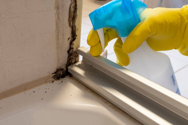 Best Mold Testing and Inspection Services in Prunedale, CA